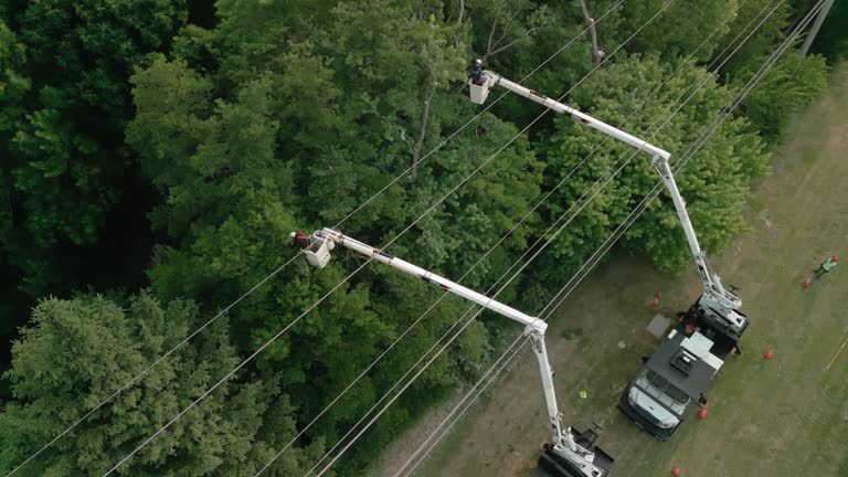  Mcarthur, OH Tree Services Pros