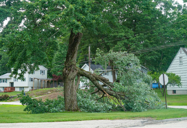 Best Root Management and Removal  in Mcarthur, OH