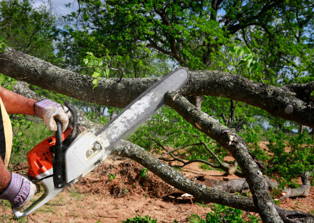 Best Firewood Processing and Delivery  in Mcarthur, OH